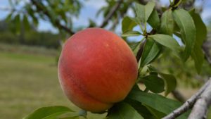 What the Future Holds for Southeast Peach Production