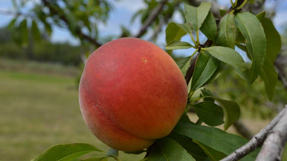Just Peachy