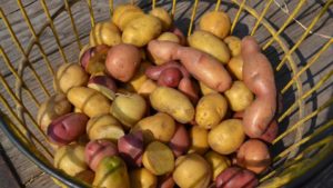 Hot Potato Trends on Front Burner for Florida Growers