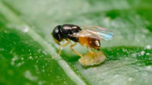 Natural Enemies for Asian Citrus Psyllid