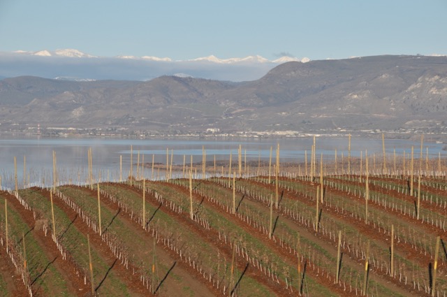 Growers to Continue Aggressive Apple Plantings This Year