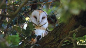 ICYMI: Barn Owls Can be an Effective Control for Rodents and Gophers