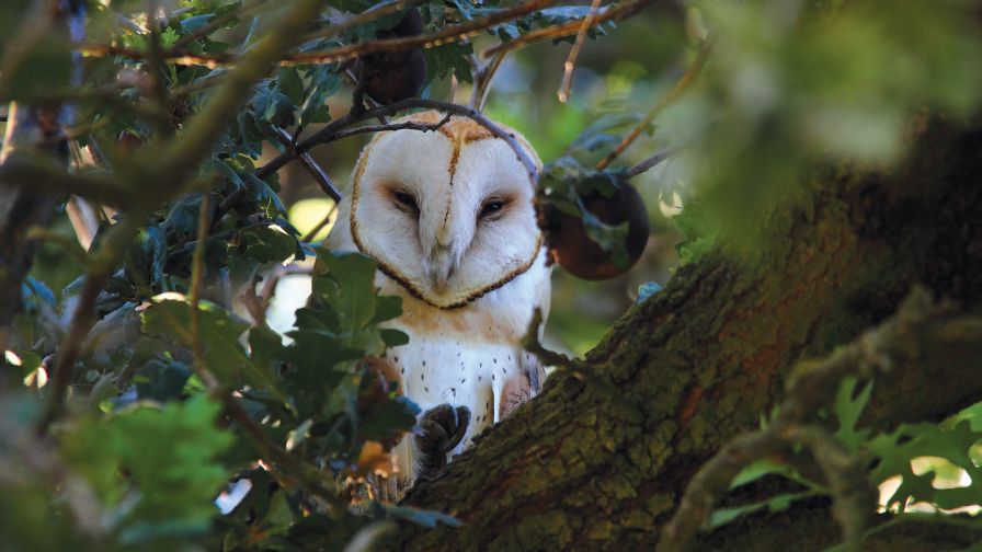 ICYMI: Barn Owls Can be an Effective Control for Rodents and Gophers
