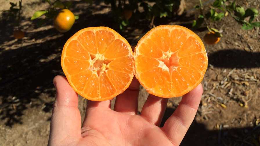 In Quest for Low-Seeded Citrus, It Takes Two to Tango