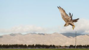 Falcons Scare off Other Birds at Duncan Family Farms