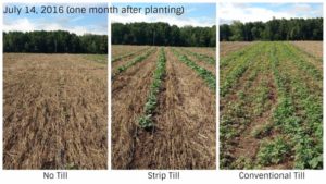 Considering Cover Crops? Find Out Which Method Works Best
