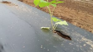 Plastic Mulches Gives Raspberry Production a Boost