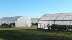 Researchers Examining Potential for Longer Berry Season in Northeast