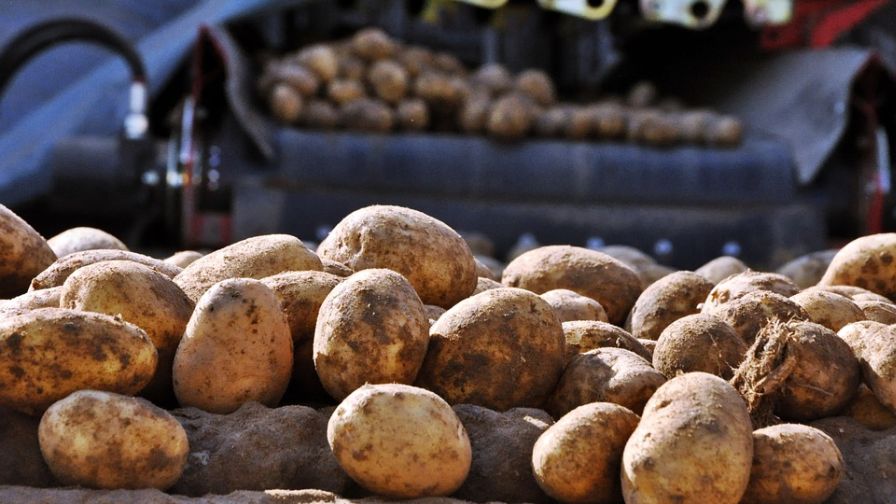 Potato Expo 2024 Gears up To Be a Record-Breaker