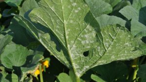 Field Scouting Guide: Squash Powdery Mildew