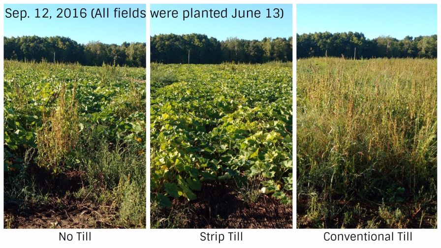 Considering Cover Crops? Find Out Which Method Works Best - Growing Produce