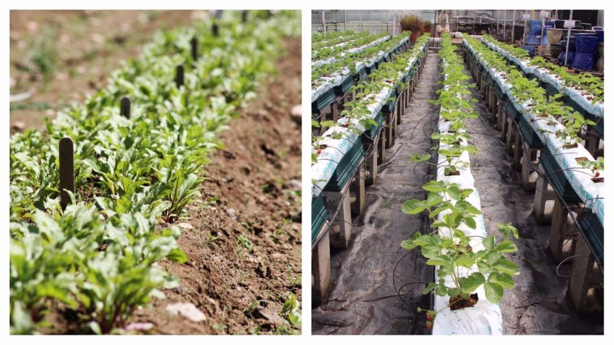 USDA Clarifies Ruling that Allows Non-Soil Organic Production