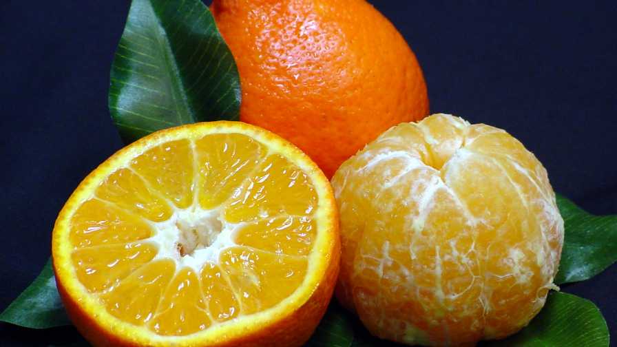 Unique Citrus Variety Standing Up to Deadly Disease
