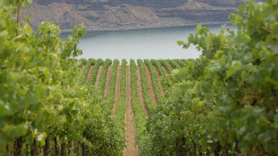 Washington Winegrape Growers Ask for Changes to Quarantine and Certification