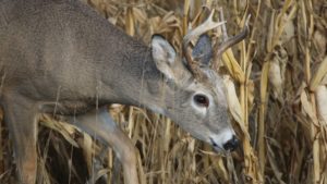 Solutions Found by Vegetable Growers for Wildlife Control Challenges