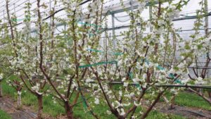 Multiple Leader Training Optimizes Sweet Cherry Labor Efficiency