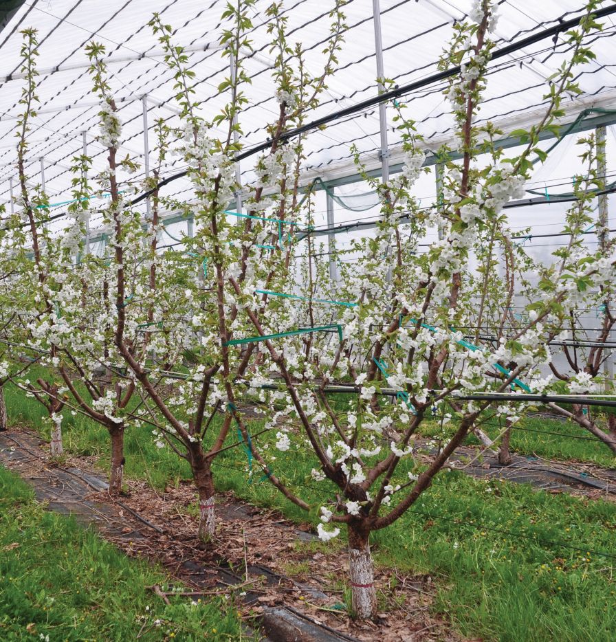 Multiple Leader Training Optimizes Sweet Cherry Labor Efficiency