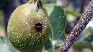 Penn State Offers Tips To Manage Early Season Orchard Pests