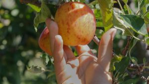 Court Says New York Farmworkers Have Right to Unionize