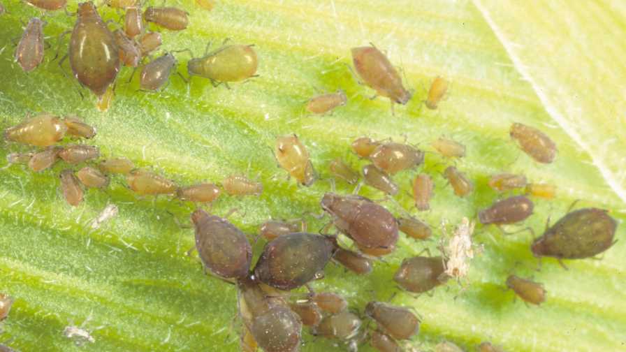 Stay on Your A Game to Conquer Corn Leaf Aphid
