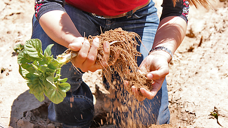 Biostimulant and Root Activator Released Nationwide
