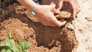 What Does (and Doesn’t) Affect Soil Health