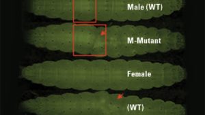 Is CRISPR/Cas9 a Viable Solution for the Control of Crop Insect Pests?