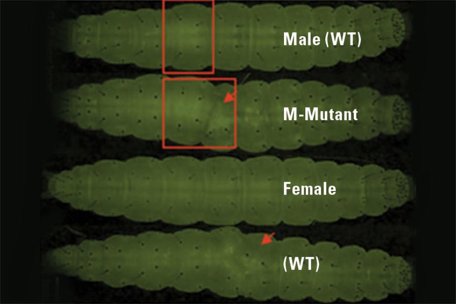 Is CRISPR/Cas9 a Viable Solution for the Control of Crop Insect Pests ...