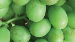 Getting to the Bottom of Berry Scarring