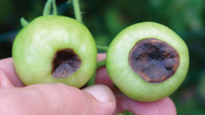 The Search Is on To Beat Blossom-End Rot in Tomatoes
