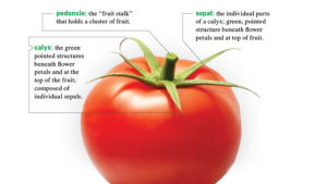 Speak Your Greenhouse Plants’ Language