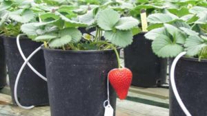 UC Davis Strawberry Lawuit Settled