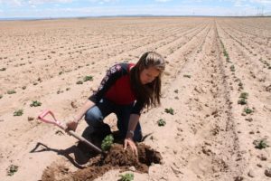 In 2017, NAPI has aggressively pursued improvements, including trialing precision technology to maximize moisture content in the soil.