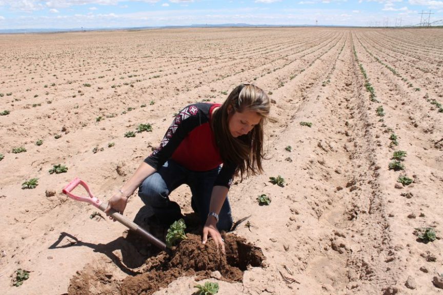 In 2017, NAPI has aggressively pursued improvements, including trialing precision technology to maximize moisture content in the soil.