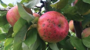 How to Predict Bitter Pit in Honeycrisp Apples