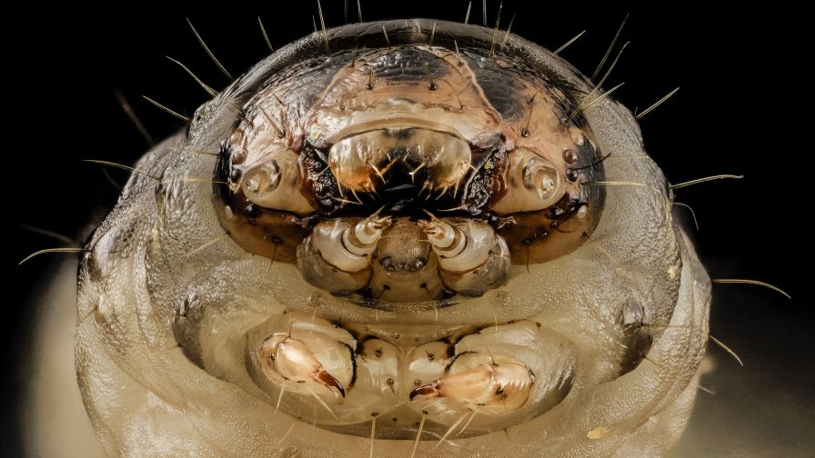 Beware of Black Cutworm in Your Vegetable Crops