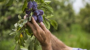 California Dried Plum Crop Expected To Double