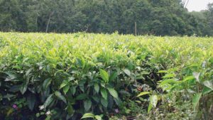 Reading the Tea Leaves of Alternative Crops