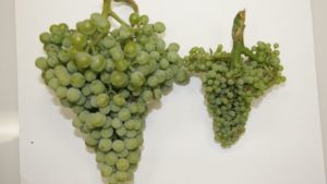 Washington Grape Grower Battles New Threat