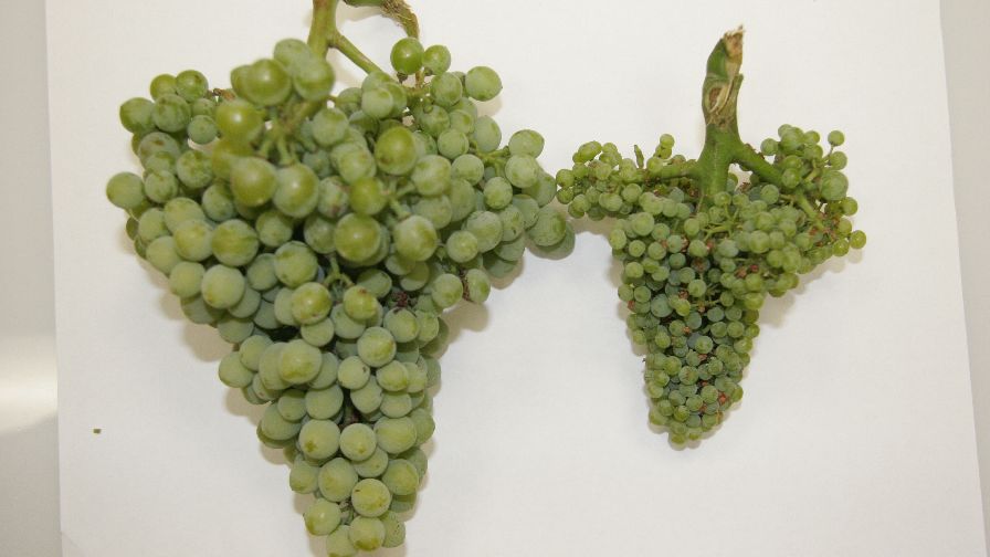Washington Grape Grower Battles New Threat