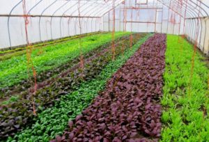 Nevitt and Zuckerman grow under cover year round and would like to expand how much they grow in winter.
