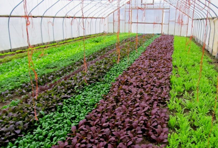 Nevitt and Zuckerman grow under cover year round and would like to expand how much they grow in winter.