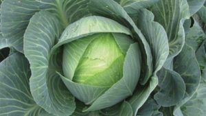 16 Cole Crop Varieties You Need to See