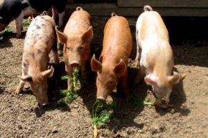 When it moved to its current site in 2009, Full Moon Farm expanded into organic livestock.