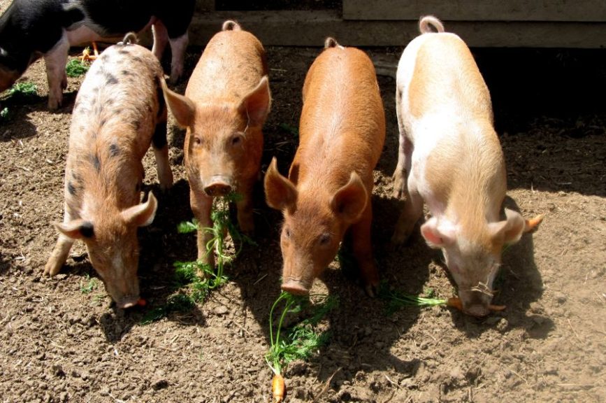 When it moved to its current site in 2009, Full Moon Farm expanded into organic livestock.