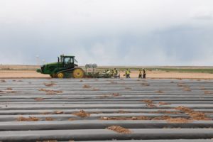 In another big shift, NAPI is giving organic growing and plasticulture a try. Due to its huge size, NAPI's idea of a trial area equals 1,000 acres. 