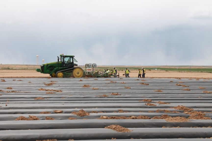 In another big shift, NAPI is giving organic growing and plasticulture a try. Due to its huge size, NAPI's idea of a trial area equals 1,000 acres. 