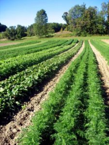 Of its 150 acres, 60 are arable, half of which are under cultivation, while the other half are fallow.
