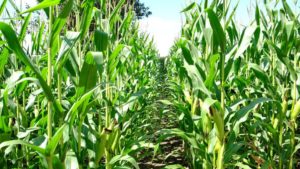 Innovative Plant Biostimulant Product Earns Organic Certification