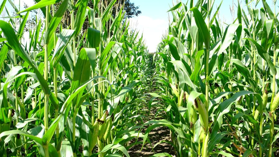 Innovative Plant Biostimulant Product Earns Organic Certification